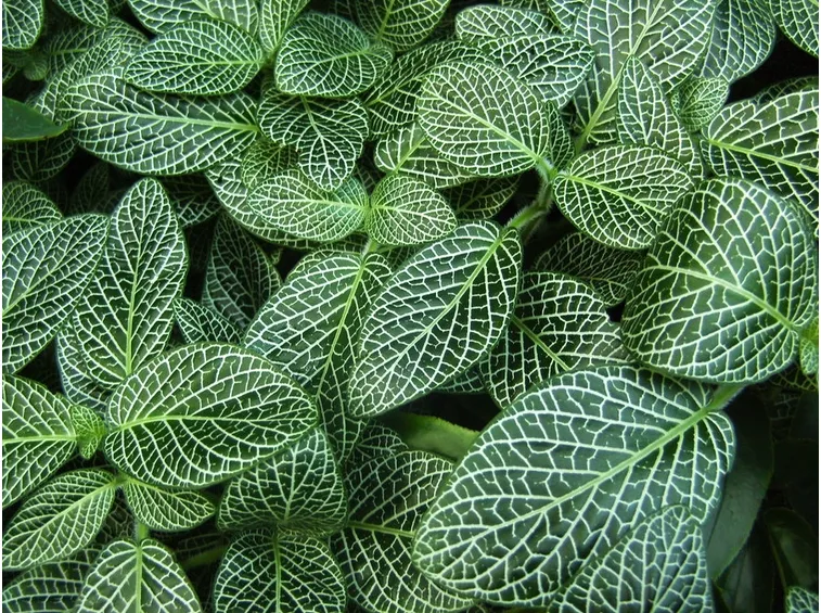 Fittonia verschaffeltii