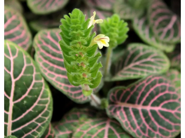 fiore fittonia