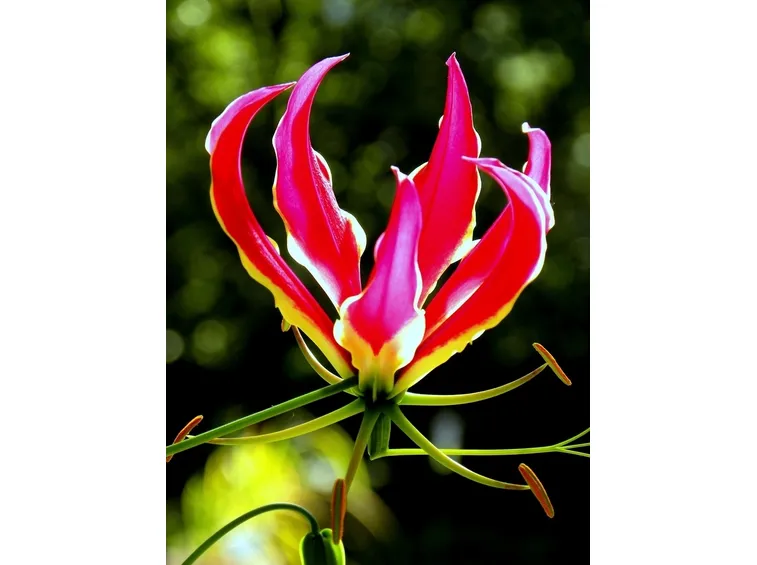 gloriosa