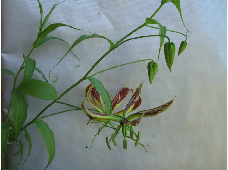 gloriosa pianta