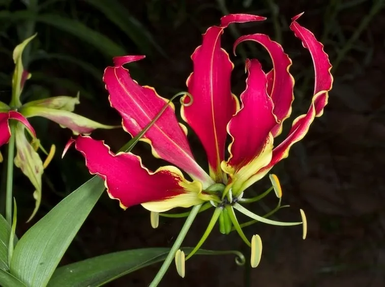 Gloriosa