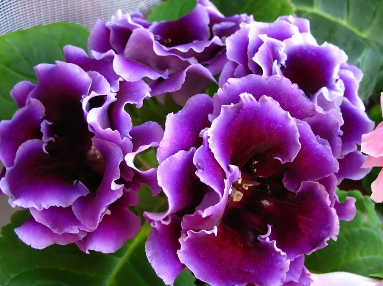 Glossinia