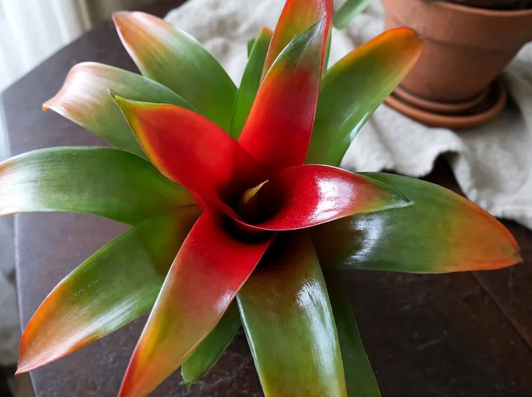 Guzmania lingulata ibrida