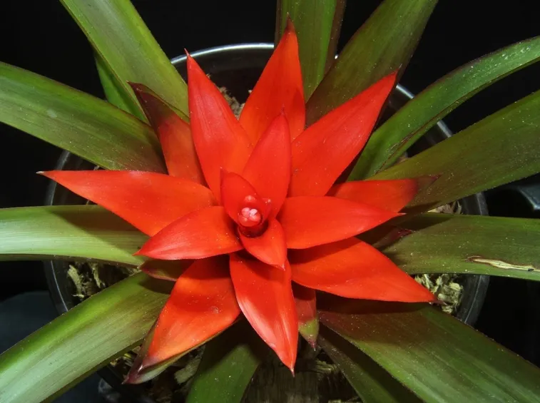 fiore Guzmania lingulata
