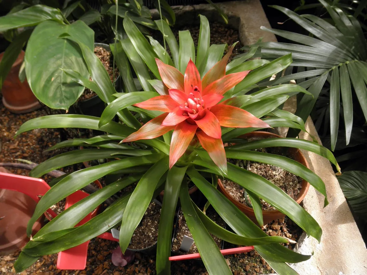 Guzmania lingulata