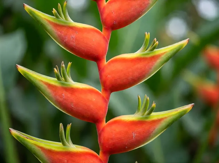 heliconia