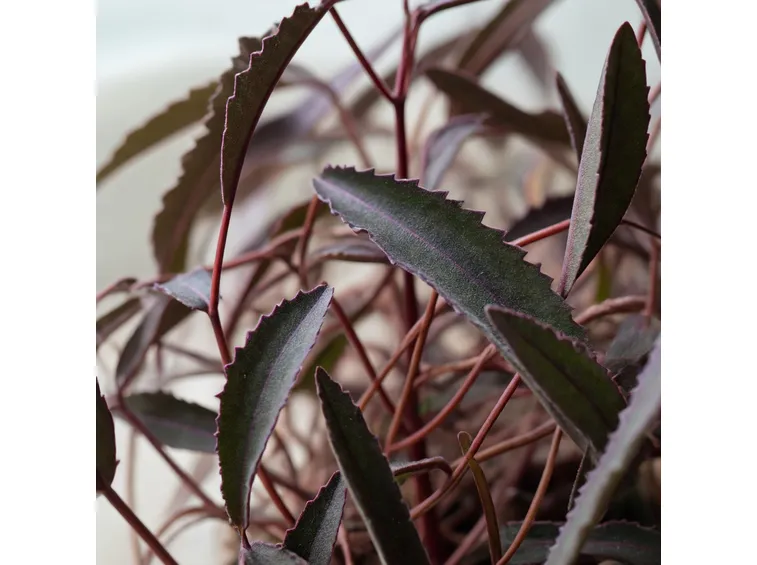 Hemigraphis repanda