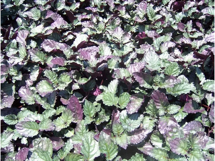 foglie hemigraphis
