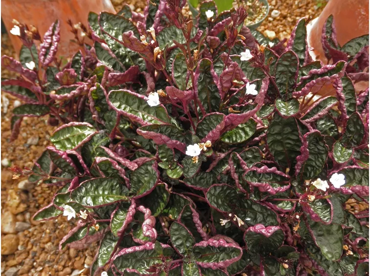 piante hemigraphis