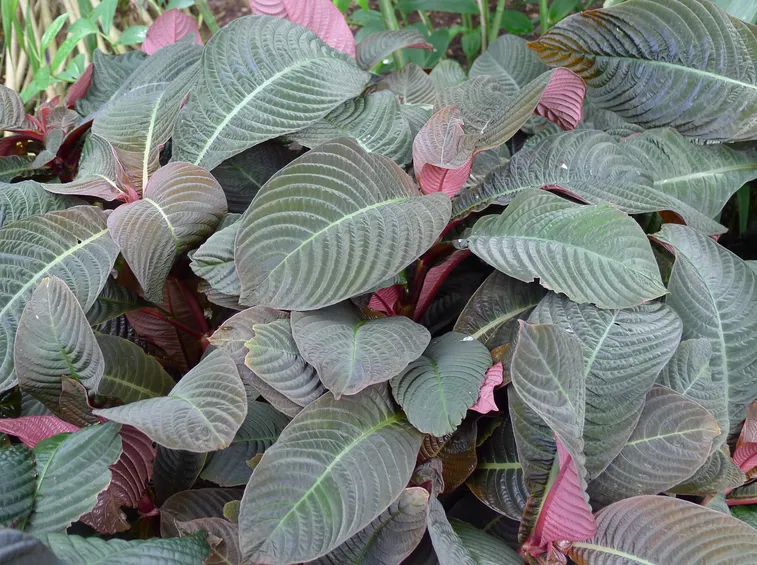 Hoffmannia