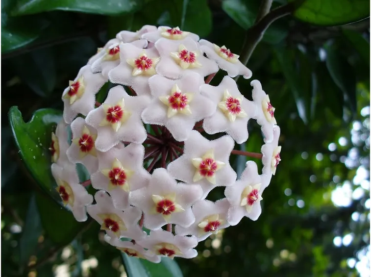 hoya fiori