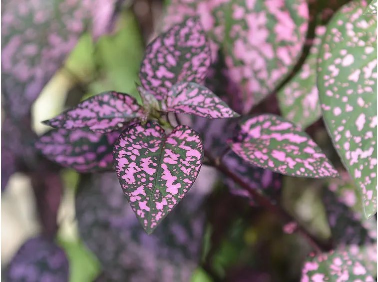Hypoestes