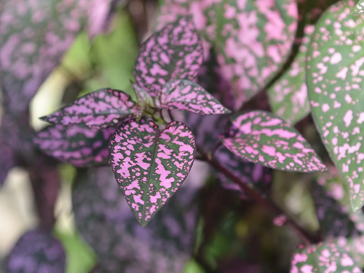 Hypoestes