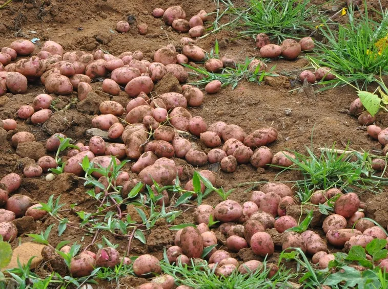 patate americane