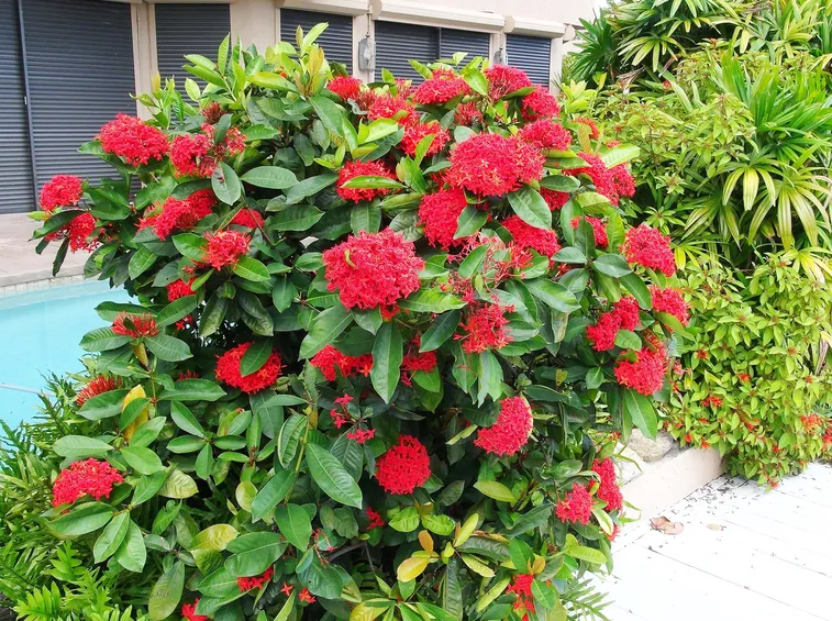 ixora