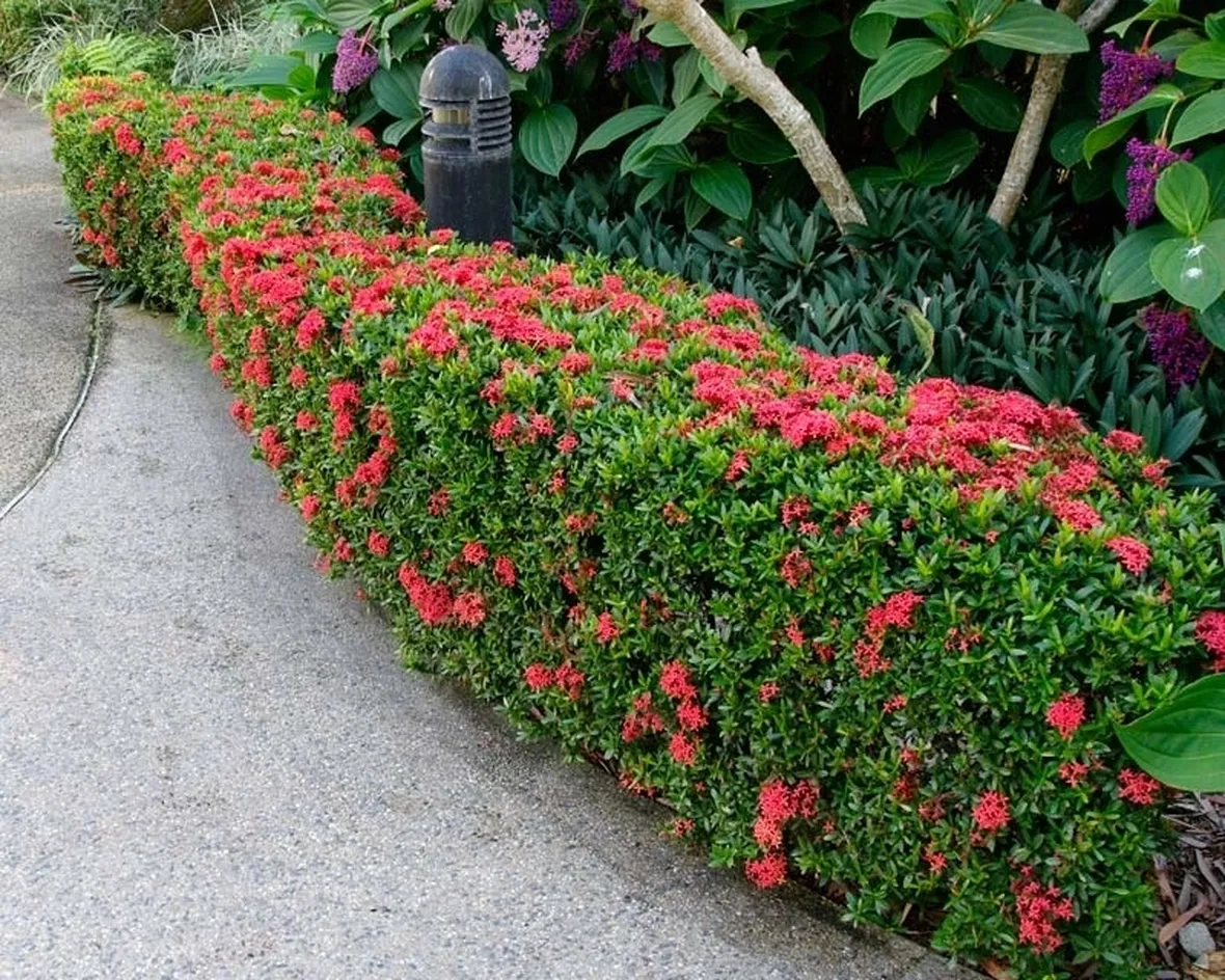 Ixora