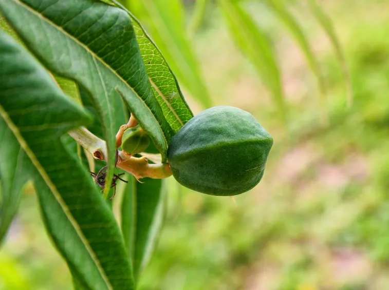 Jatropha