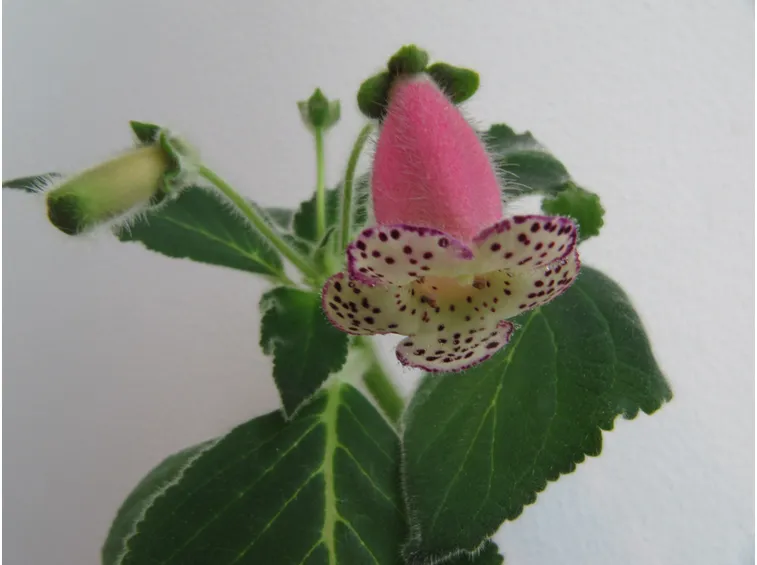 Kohleria
