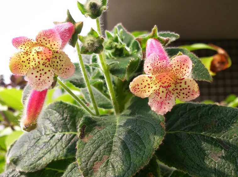 kohleria pianta