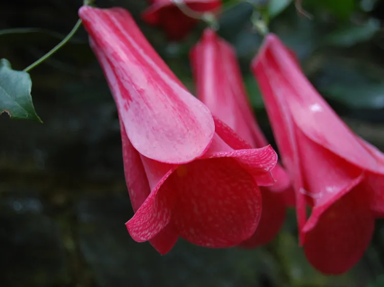 Lapageria rosea