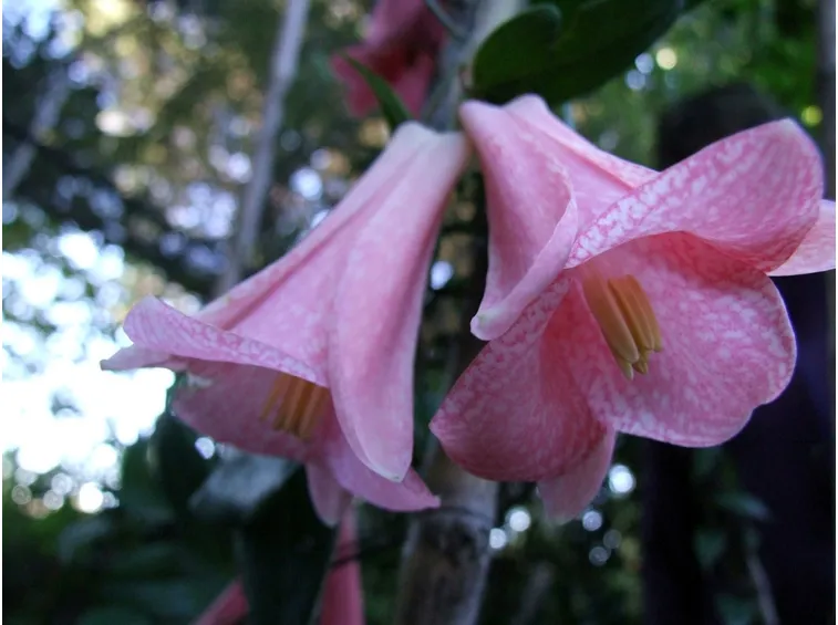 lapageria