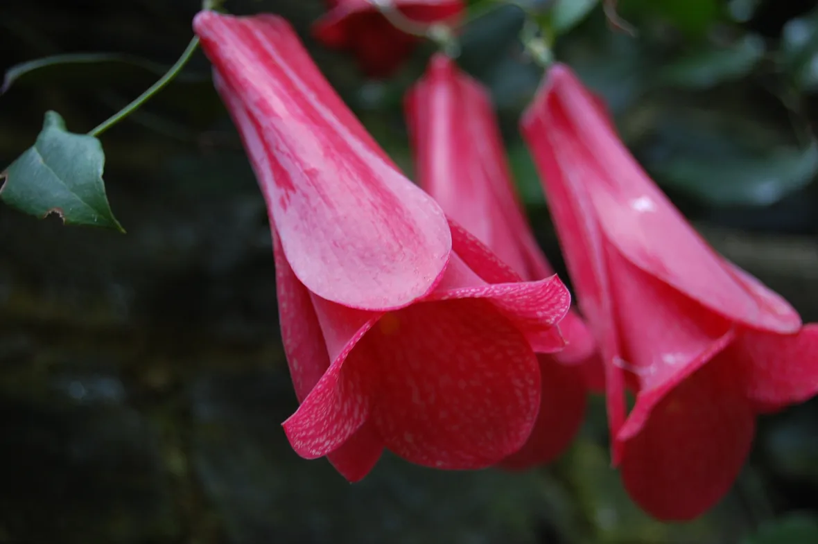 Lapageria rosea