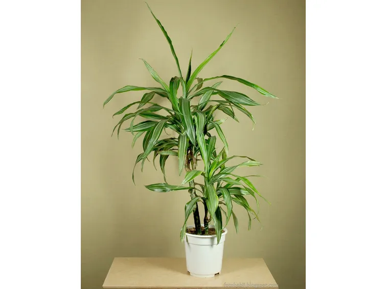 dracaena sanderiana