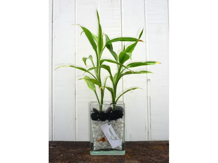dracaena sanderiana