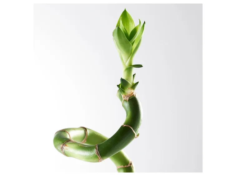 bamboo