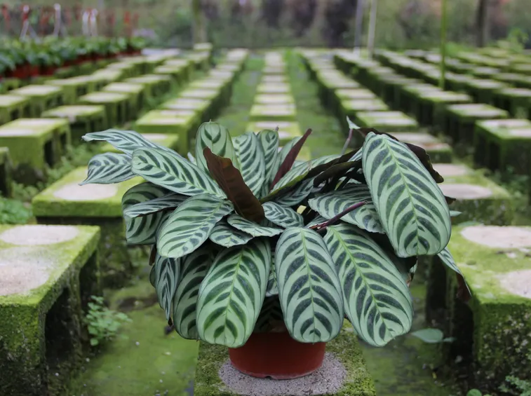 pianta maranta