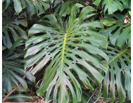 monstera deliciosa