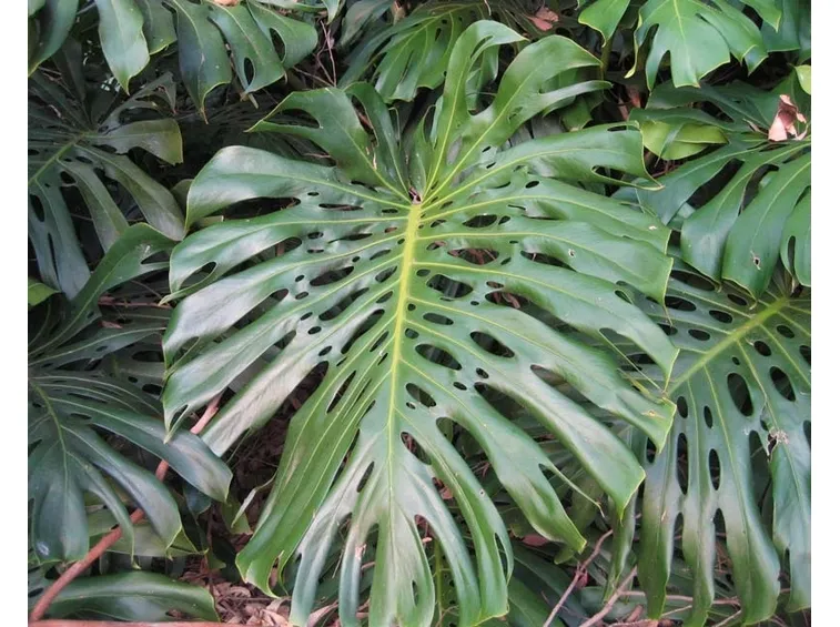 monstera deliciosa