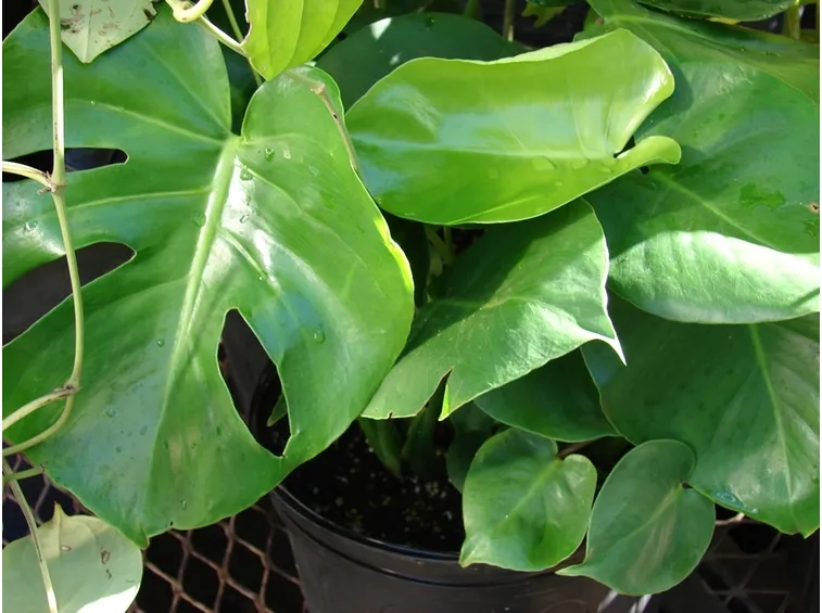 pianta monstera deliciosa