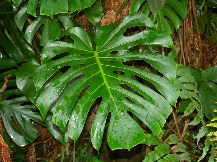 monstera pianta