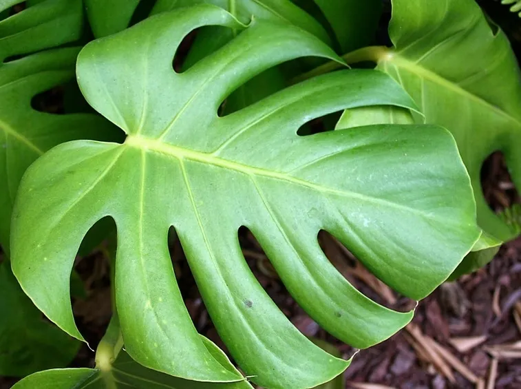 pianta del pane americana