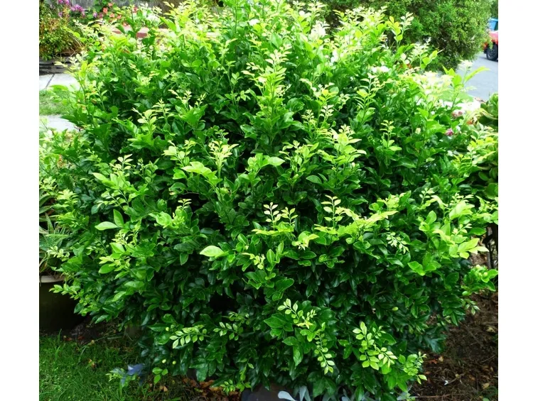 murraya