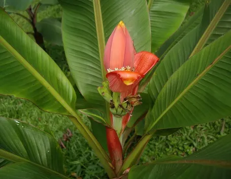 musa ornata fiore