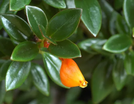 Nematanthus 