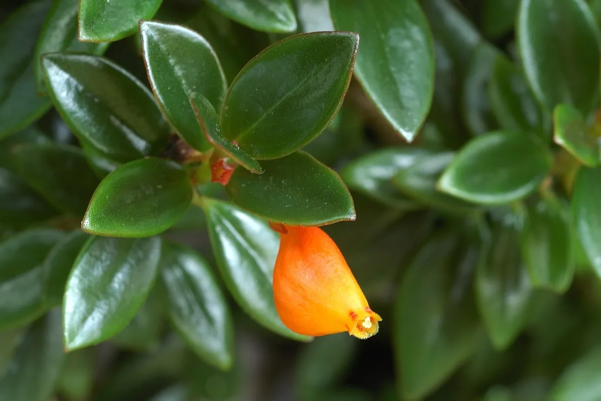 Nematanthus