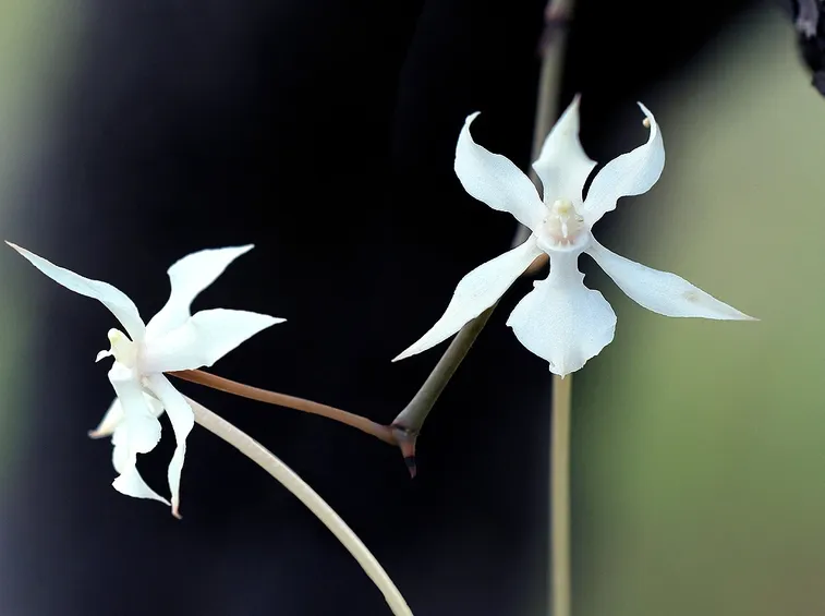 Aerangis