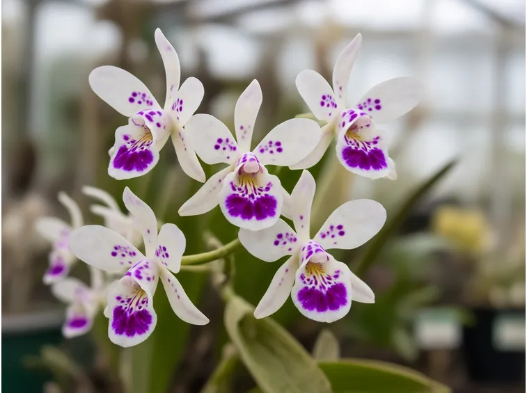 fiori Aerides lawrenciae