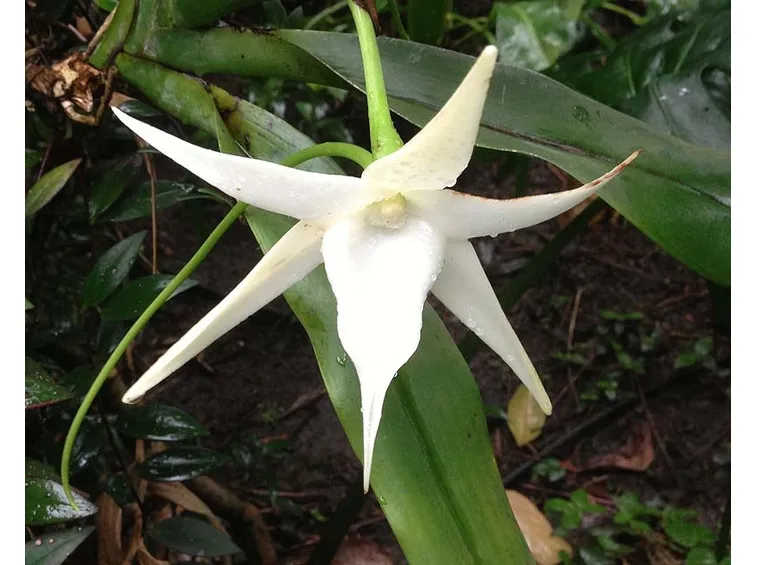 Angraecum sesquipedale