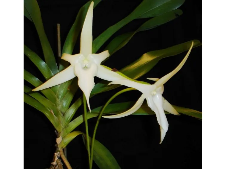 angrecum fiori
