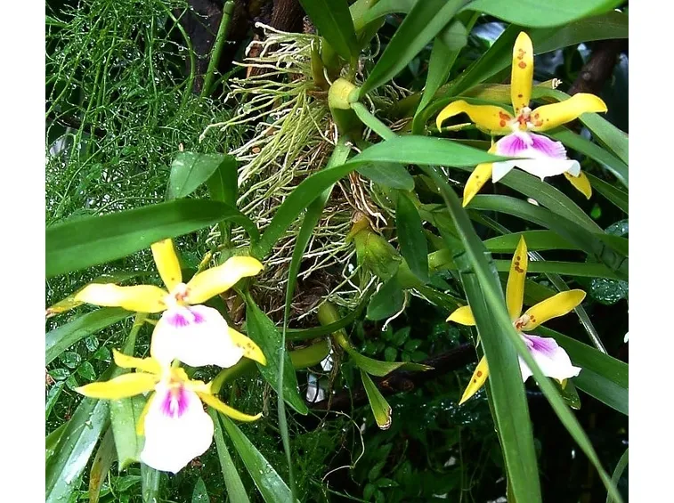 fiore aspasia