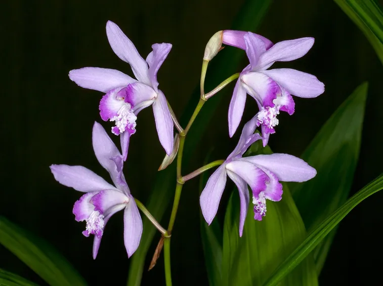 fiore di Bletilla striata