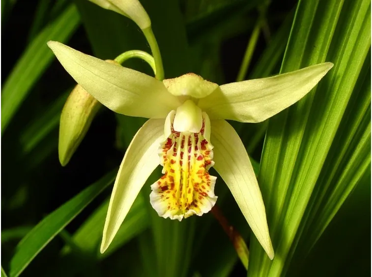 Bletilla Ochracea