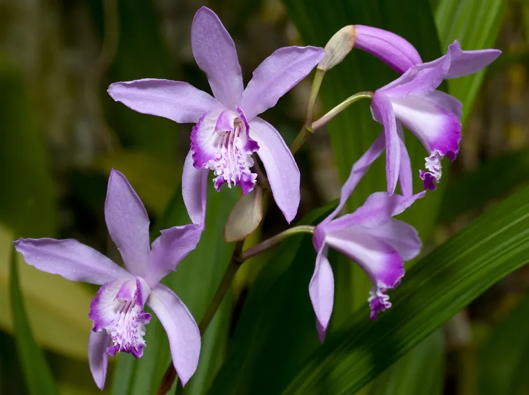 Bletilla fiori