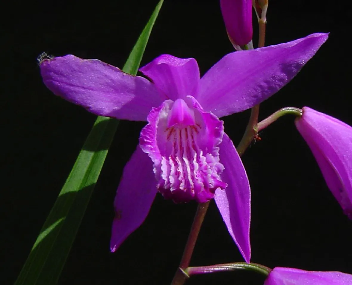 Bletilla striata