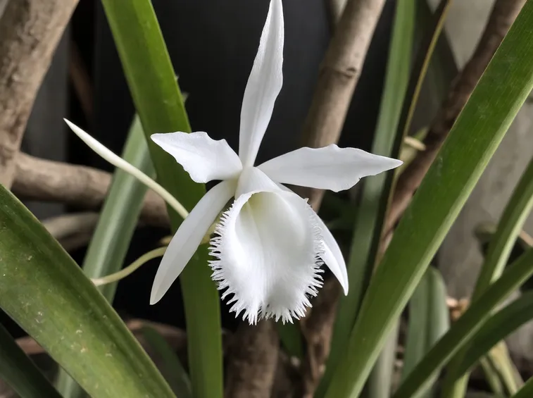 pianta brassavola