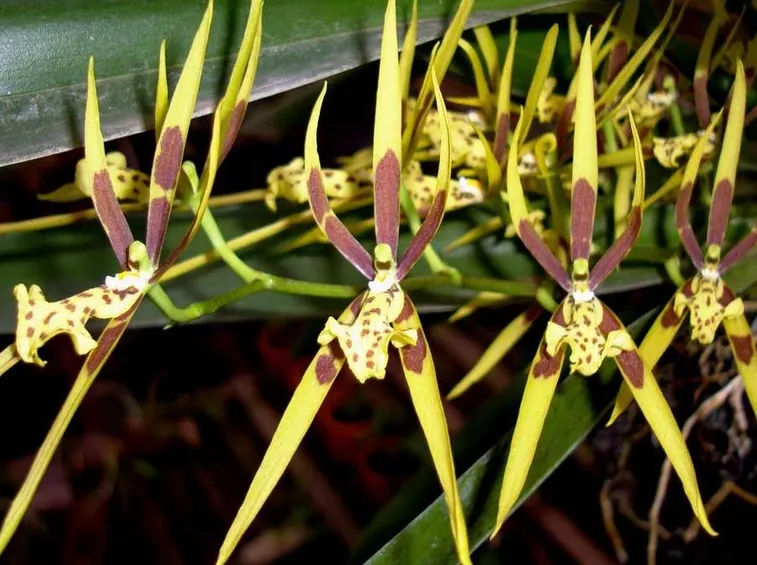 Brassia neglecta